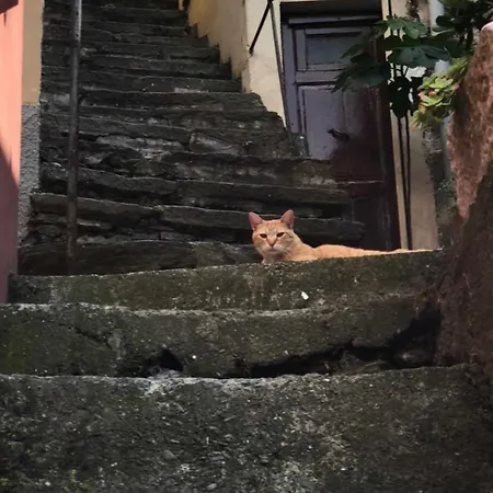 Olimpo Manarola